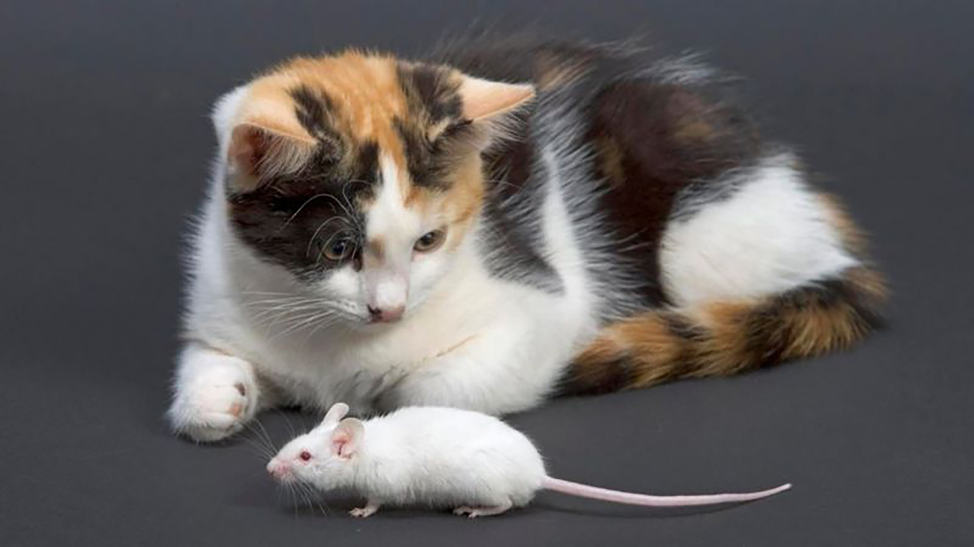 Mơ thấy chuột đánh con gì ? Giải mã nằm mơ thấy chuột