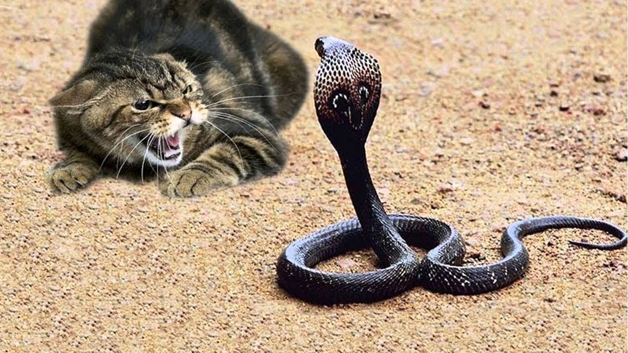 mơ thấy rắn và mèo