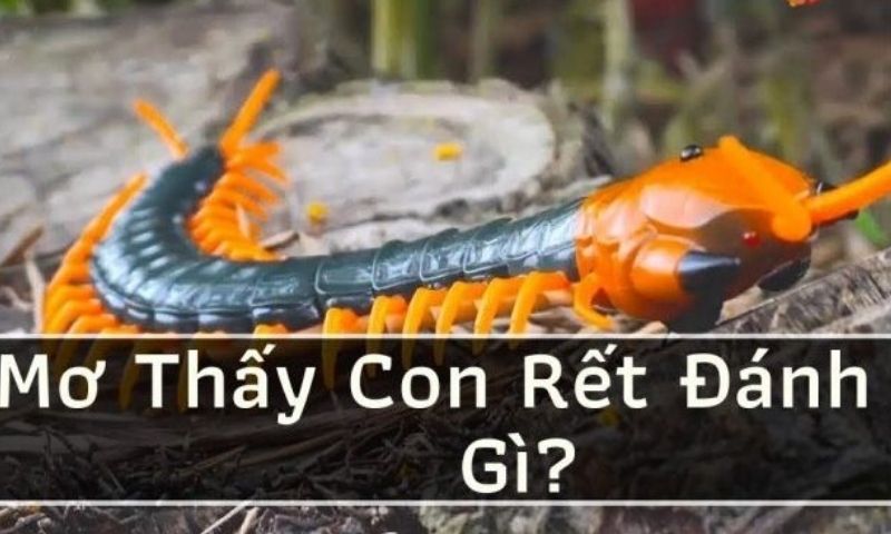 Giấc mơ thấy con rết tố hay xấu?