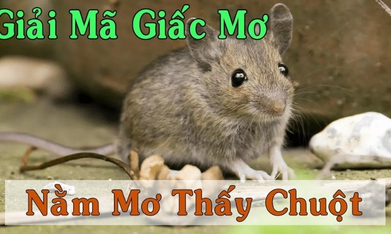 Nằm mơ thấy hai con chuột có nghĩa là gì?