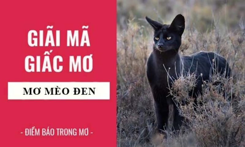 Giải mã giấc mơ mơ thấy mèo đen